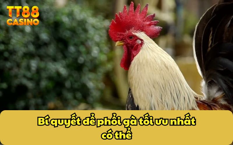 Kinh Nghiệm Đúc Gà Chiến Cực Hiệu Quả Từ Các Cao Thủ 4 Bí quyết để phổi gà tối ưu nhất có thể