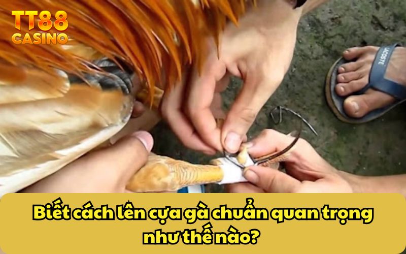Cách Lên Cựa Gà Chuẩn - Mẹo Tăng Cường Khả Năng Chiến Thắng 2 Biết cách lên cựa gà chuẩn quan trọng như thế nào?