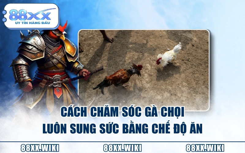 Cách chăm sóc gà chọi luôn sung sức bằng chế độ ăn