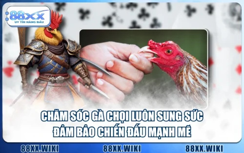 Chăm Sóc Gà Chọi Luôn Sung Sức Đảm Bảo Chiến Đấu Mạnh Mẽ