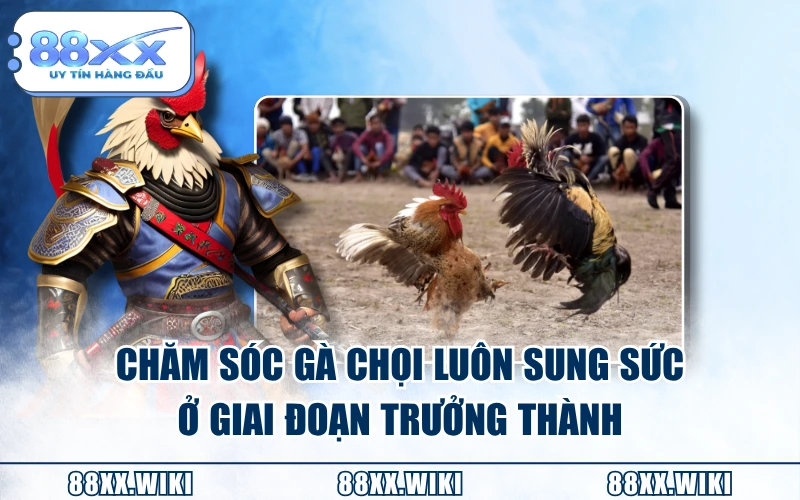 Chăm sóc gà chọi luôn sung sức ở giai đoạn trưởng thành