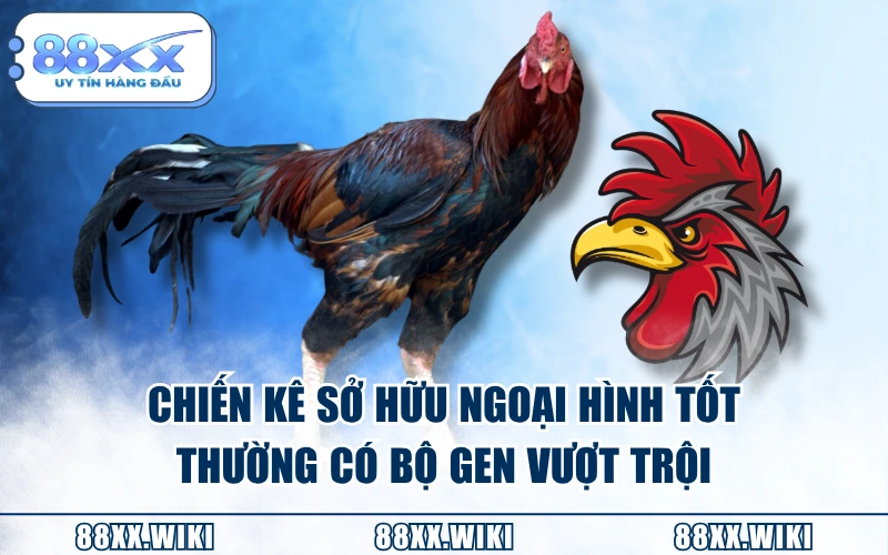 Chiến kê sở hữu ngoại hình tốt thường có bộ gen vượt trội