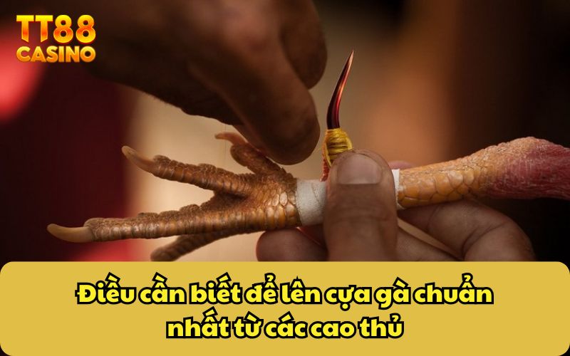 Cách Lên Cựa Gà Chuẩn - Mẹo Tăng Cường Khả Năng Chiến Thắng 5 Điều cần biết để lên cựa gà chuẩn nhất từ các cao thủ