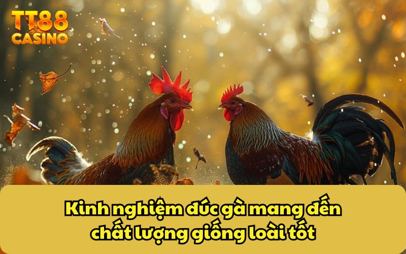 Kinh Nghiệm Đúc Gà Chiến Cực Hiệu Quả Từ Các Cao Thủ 3 Kinh nghiệm đúc gà mang đến chất lượng giống loài tốt