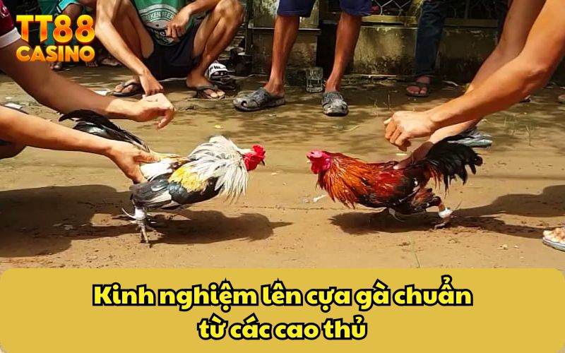 Cách Lên Cựa Gà Chuẩn - Mẹo Tăng Cường Khả Năng Chiến Thắng 4 Kinh nghiệm lên cựa gà chuẩn từ các cao thủ