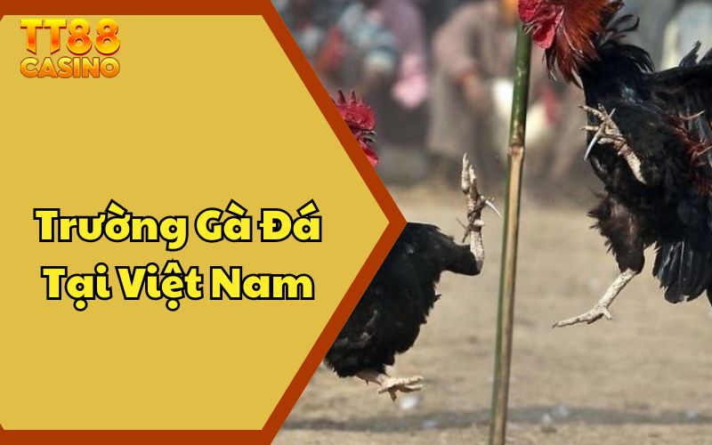 Trường Gà Đá Tại Việt Nam - Sức Hút Của Những Trận Chiến 1 Trường Gà Đá Tại Việt Nam - Sức Hút Của Những Trận Chiến